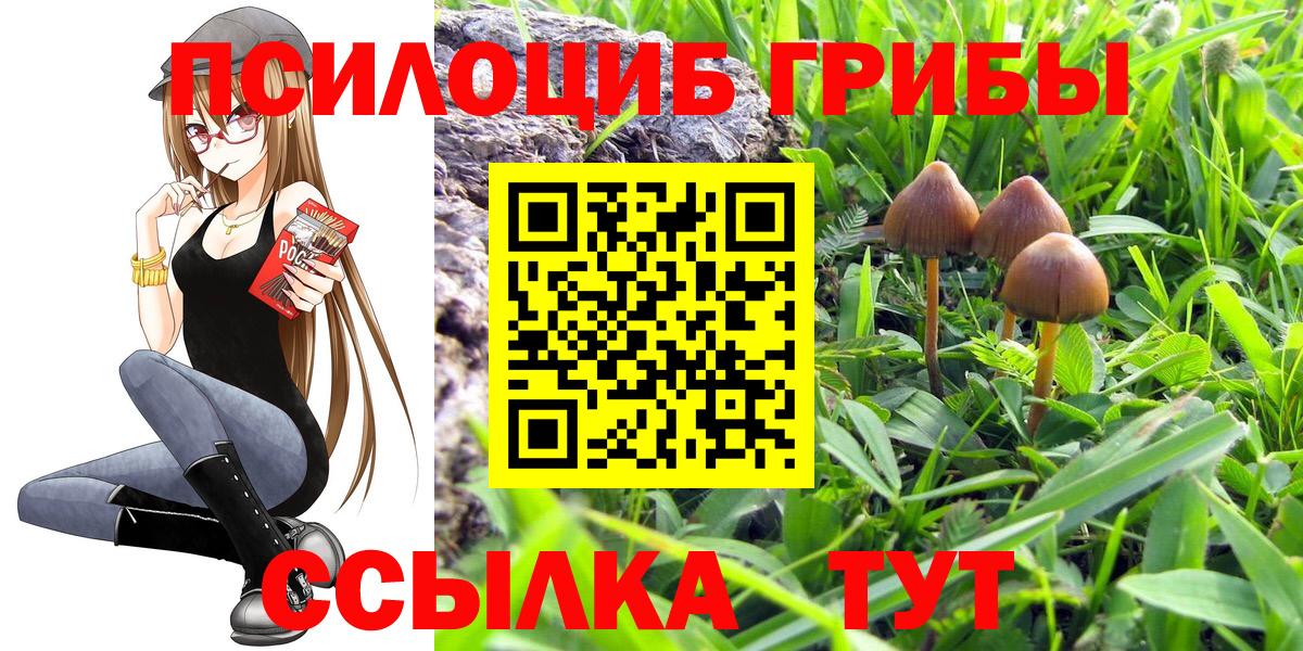 Дальнегорск  Псилоцибиновые грибы Psilocybe  Вход с VPN 